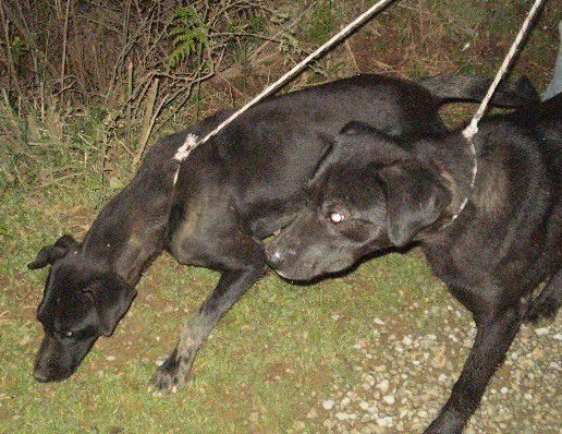 正宗凉山纯种红青猎犬,中华山简介