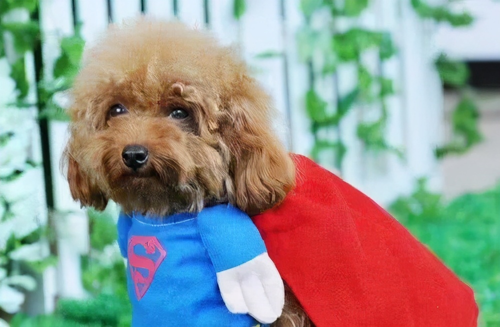 泰迪犬用什么护理毛,泰迪犬养护注意事项