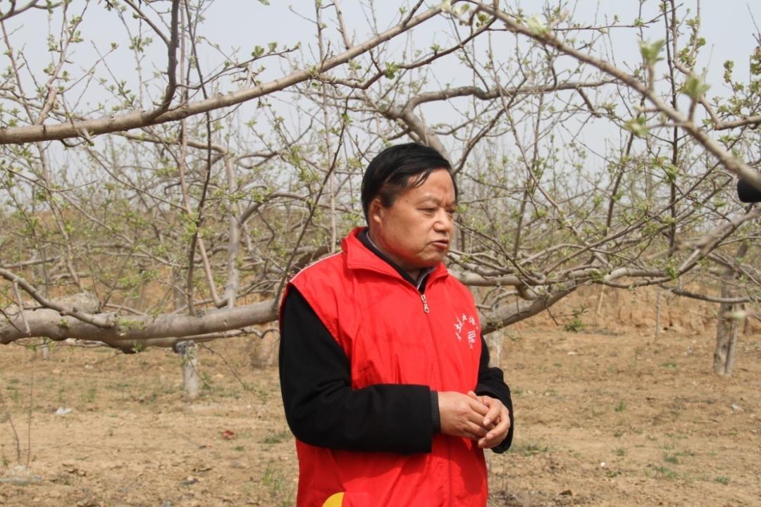 苹果树弱树怎么迅速复壮视频,苹果树老化如何修剪