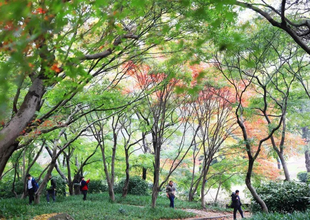 灵谷寺萤火虫7月,灵谷寺萤火虫目前还有吗