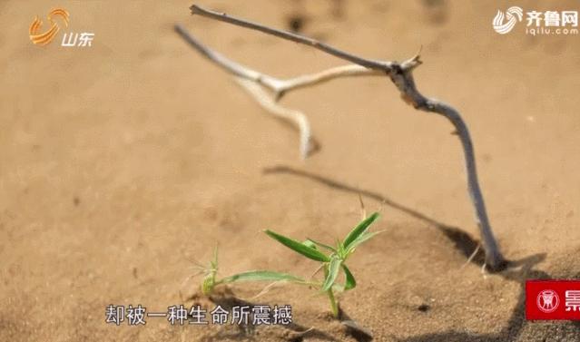 他远离污染，耗时6年扎根纯净沙漠种大米，值得吗？