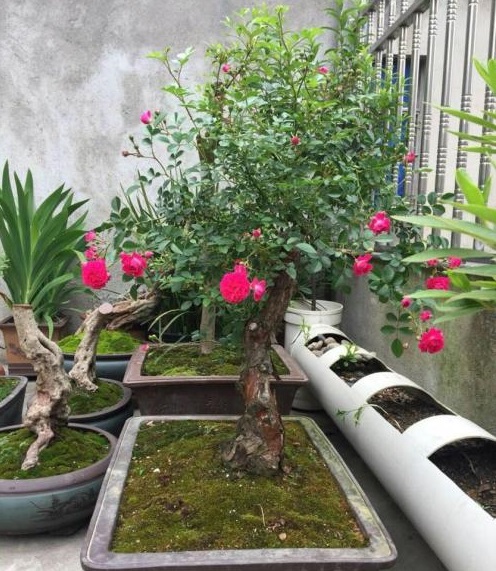 紫薇盆景好养吗耐寒吗,紫薇盆景有观赏性吗