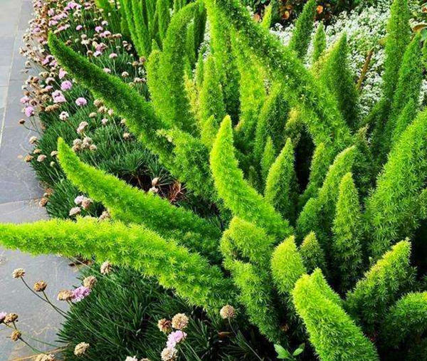 叶子细长叶片中间白色边缘绿色,叶片成椭圆形表面带毛是哪种果树