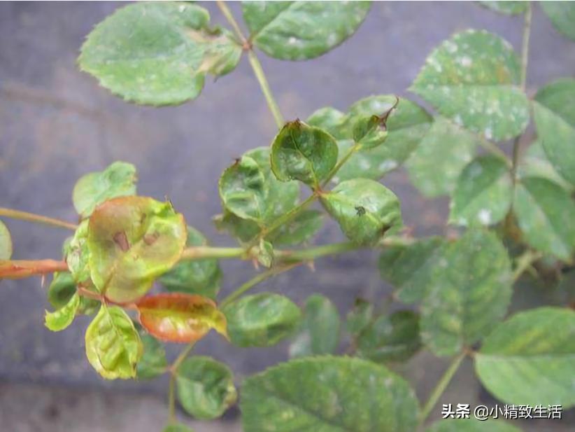 月季花是“药罐子”,常见10种病虫害,预防第一,救治第二