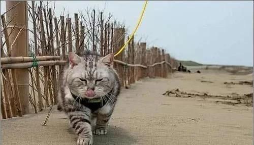 猫和同体型小老虎,猫咪从小和老虎长大后的样子