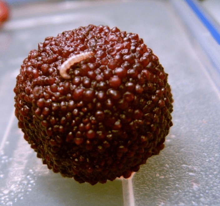 洗杨梅里头放什么东西洗好,为什么盐水可以泡出杨梅的小虫子