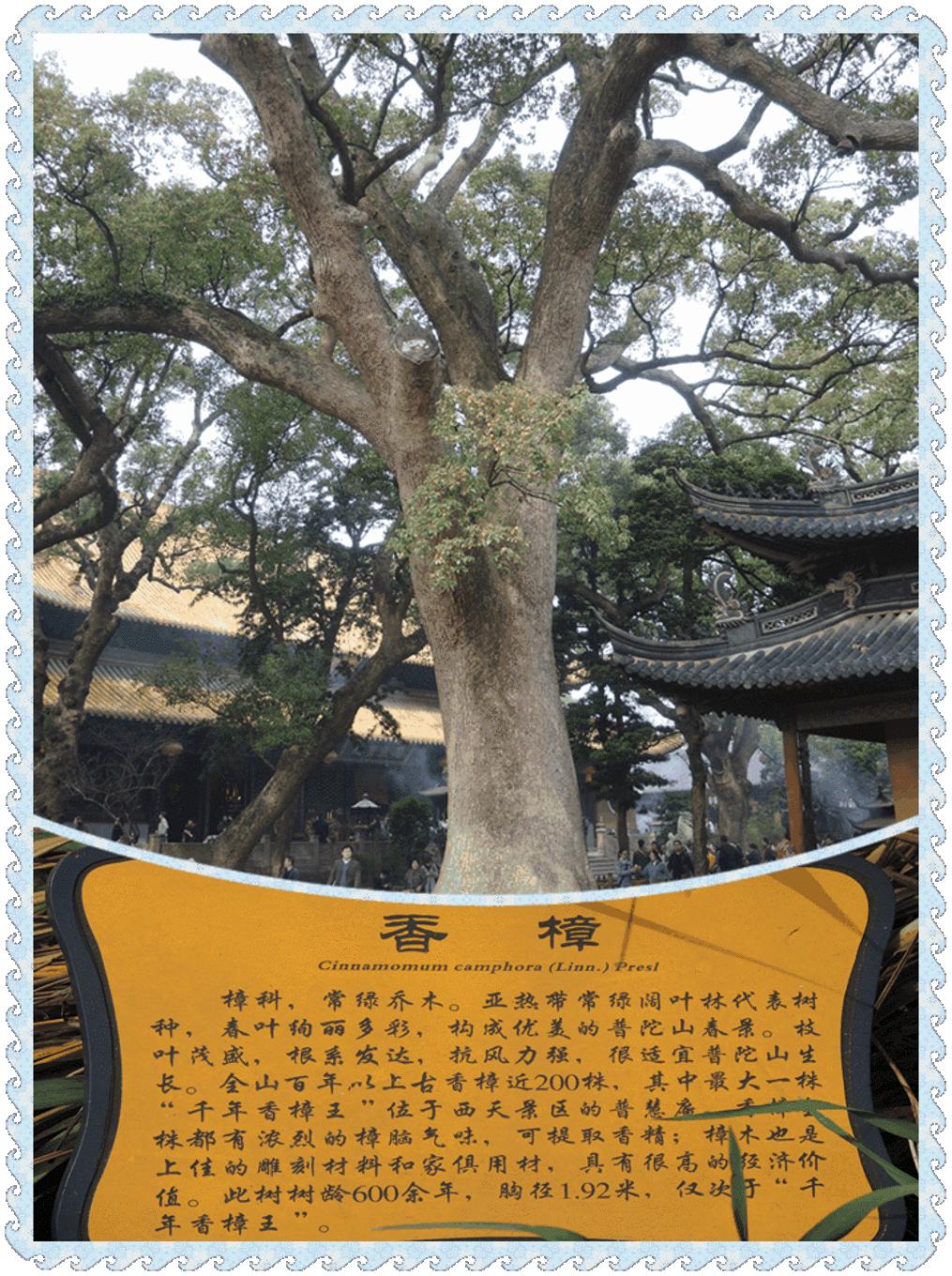 自助旅行普陀山,普陀山旅行