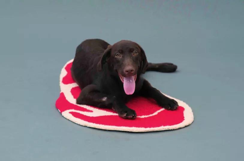 为了养狗装扮了一个房子,为狗狗设计的房子