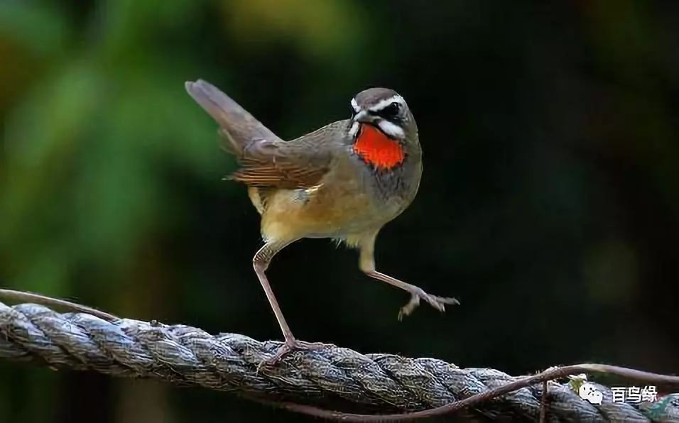 立冬节气晨间谈话,靛颏冬季的饲养