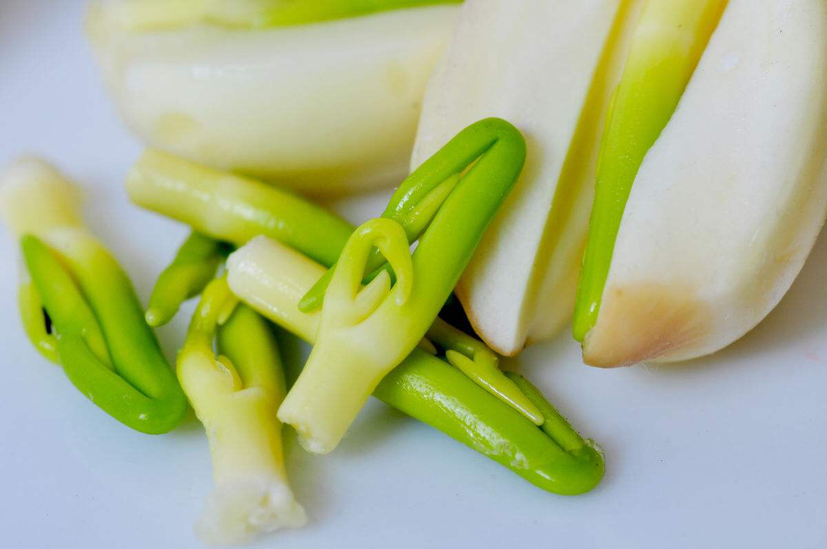 中药材莲子图片大全,中药材莲子和普通莲子区别