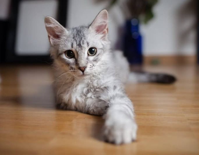 拽猫咪后腿的危害,拽猫尾巴的后果