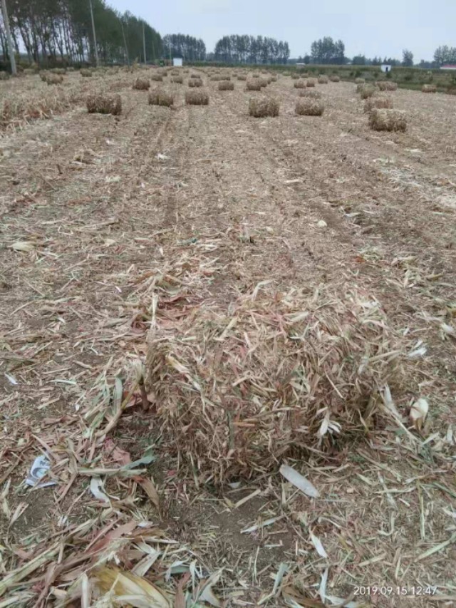 你对青贮饲料的疑问都在这里,我帮你一一解决