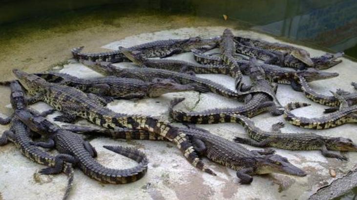 鳄鱼可以合法养殖吗,人工养殖鳄鱼100斤一条多少钱