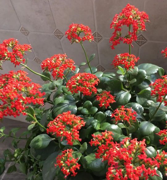 长寿花单瓣品种大全,长寿花100种颜色图片