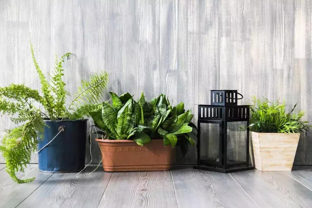 新房吸甲醛的绿植有哪些,吸甲醛净化空气的绿植和花有哪些