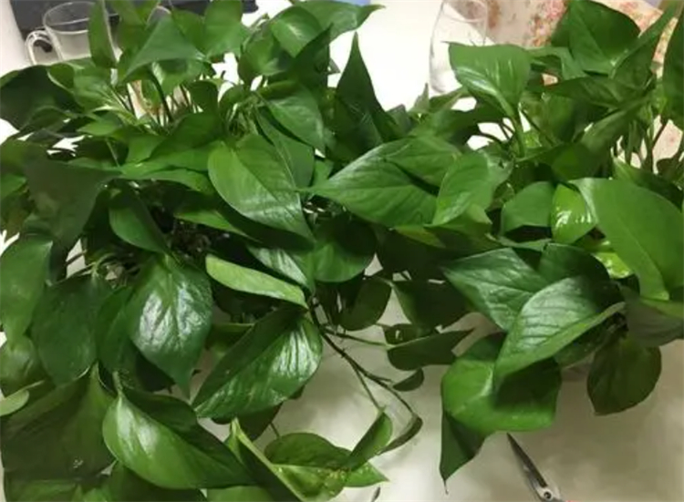 去除甲醛的植物除了绿萝还有什么,室内吸甲醛净化空气的植物大全