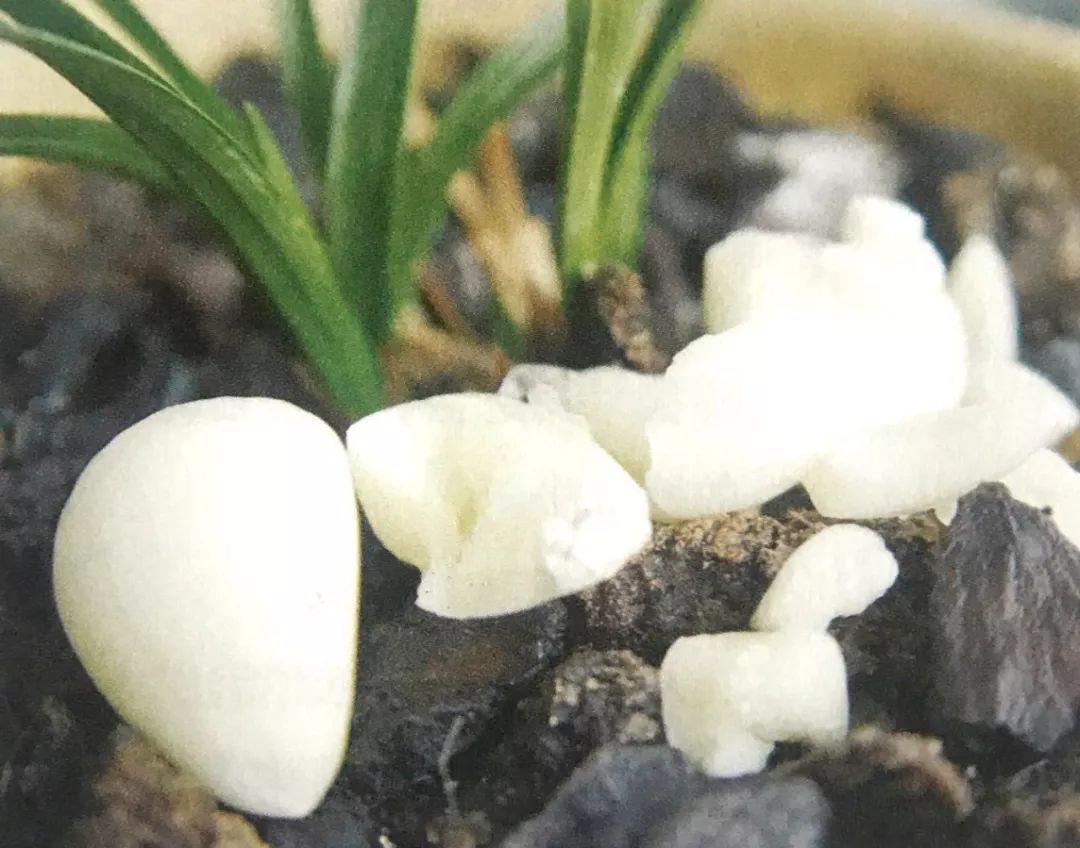 兰花有蚂蚁要消灭吗,如何治兰花盆中的蚂蚁