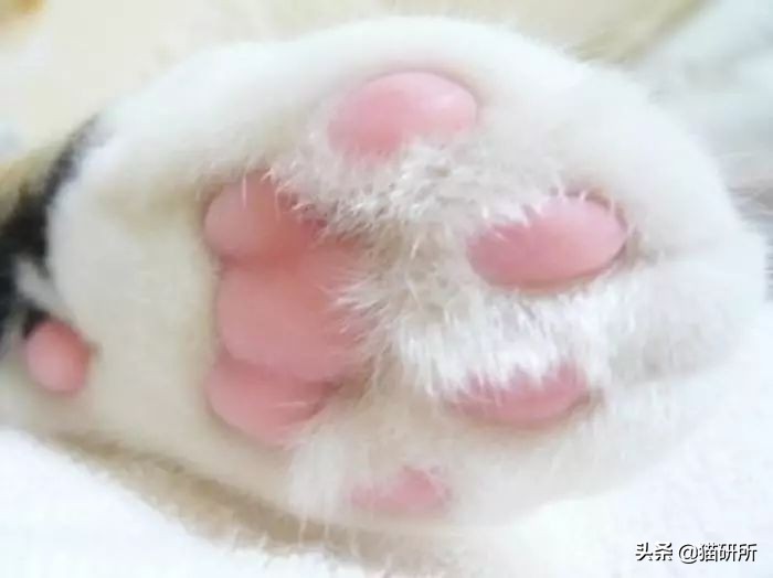 猫咪的脚丫子总是猫屎味 (为啥猫咪脚丫子臭)