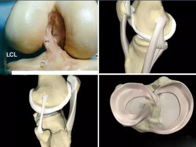 膝关节的22种常见病治疗,膝关节疼痛的相关知识