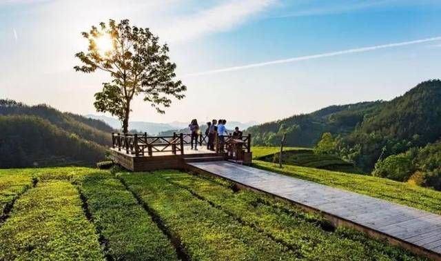 喝杯英山云雾茶静静，等等还未追上的灵魂
