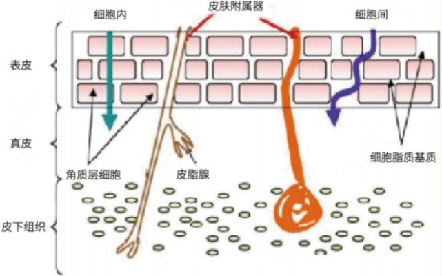 排名第一的胶原蛋白精华,类人胶原蛋白精华推荐