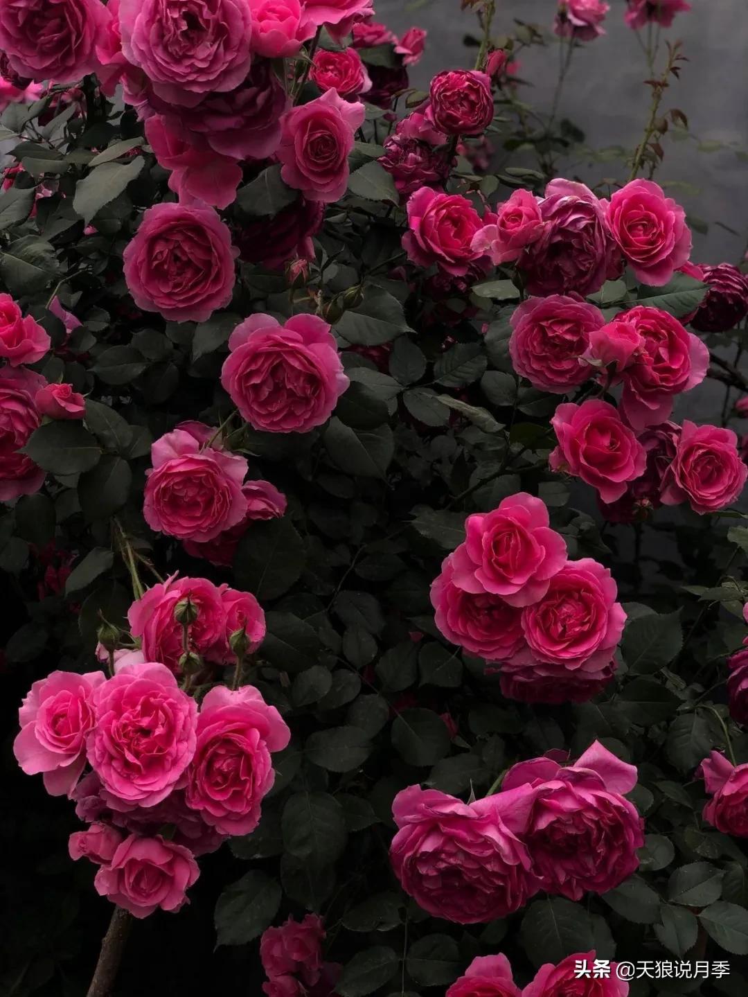 圆滚滚的绣球，瀑布般的花墙，这届花友也太会种花了吧