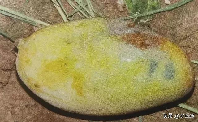 芒果果实蝇防治,芒果果实蝇虫害最佳防治方法