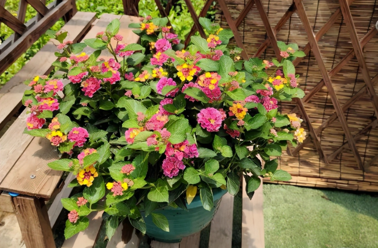 新手如何养好花卉,新手盆栽花怎么养