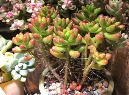 多肉长出小朵怎么办,多肉白胡须怎么养