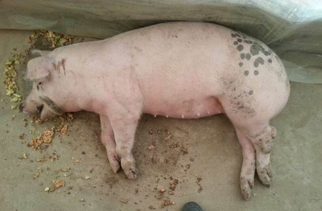 猪转圈是什么症状,猪得狂犬病的征兆