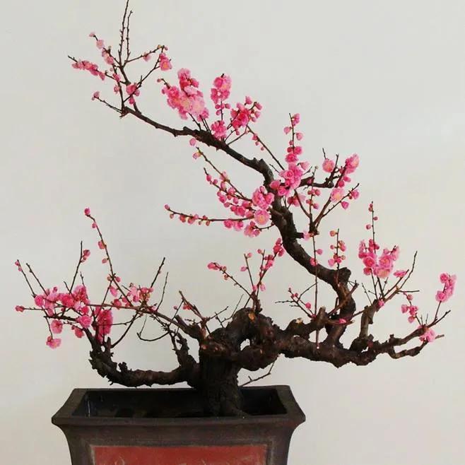 梅花的四季养护技巧