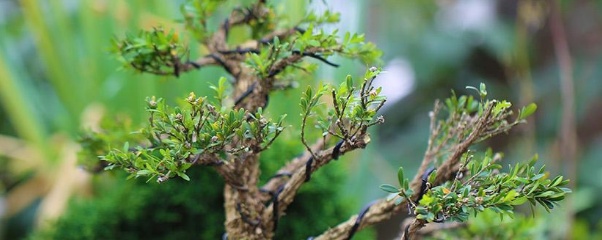 黄杨树种在家里禁忌,黄杨盆景