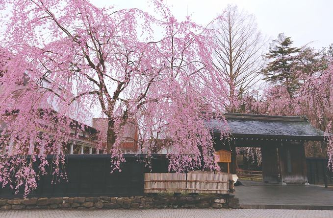 塑料母女日本东北深度游(秋田山形)