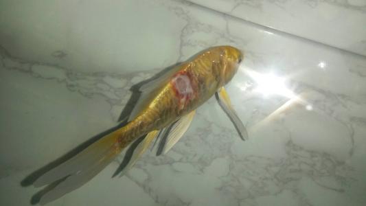 观赏鱼烂肉怎么办？不要担心，用这个方法一次搞定