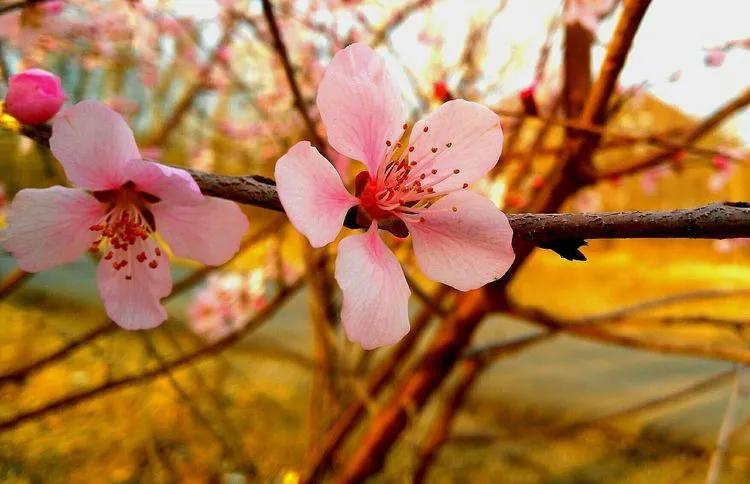 朝阳赏花攻略（建议收藏）