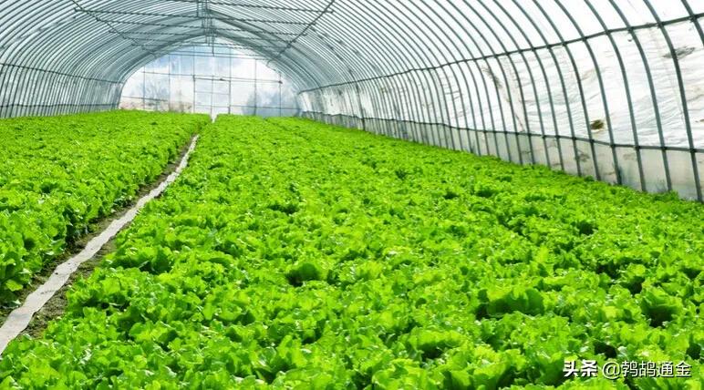 一亩蔬菜大棚种植能赚多少钱,蔬菜大棚种植什么最赚钱农村