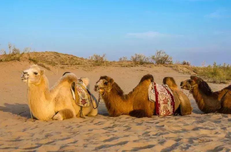 重庆旅游6天5晚团购价含往返机票,重庆出发1000元4天3晚的旅行