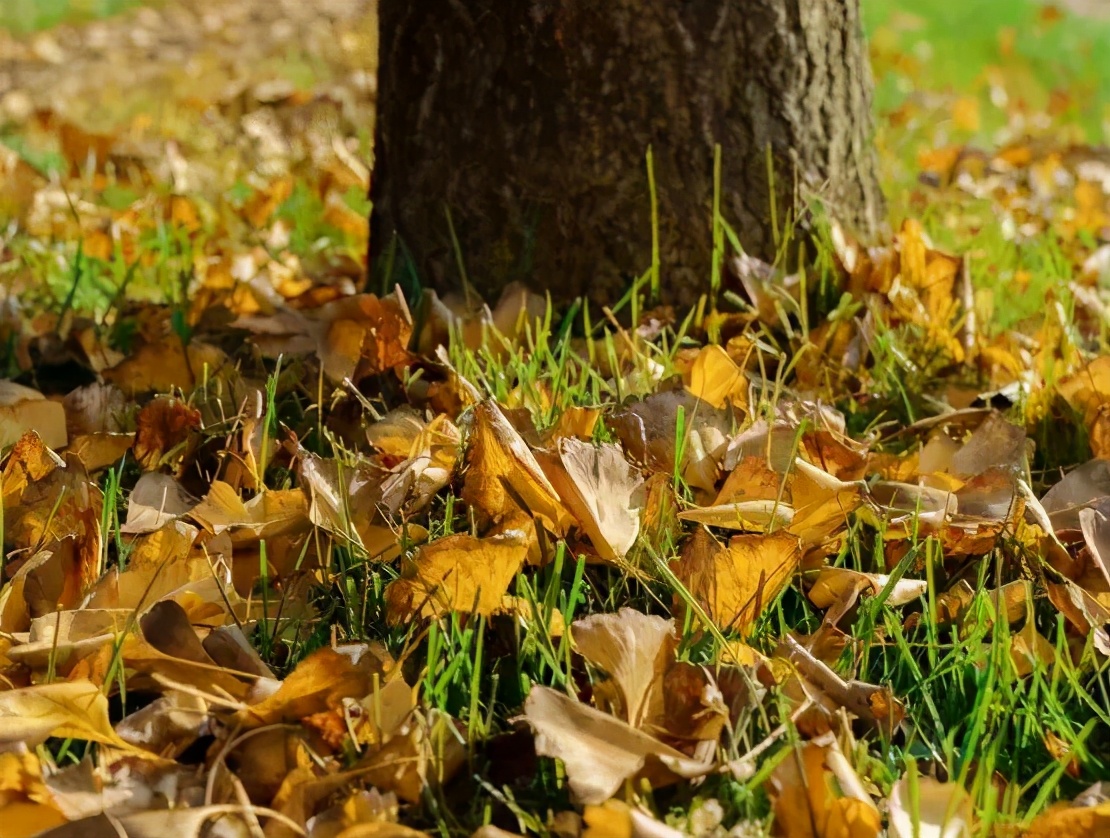 温州茶山大学城的银杏林变黄了，相约一起拍美照吧