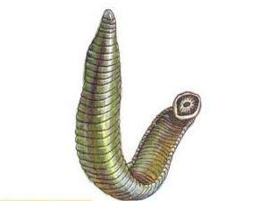 日本医蛭和菲牛蛭,傻傻分不清楚?