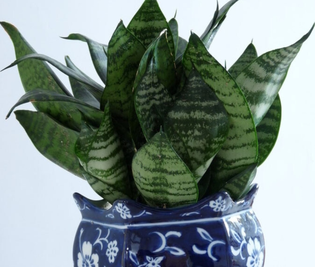 室内净化空气好养活的花草,室内净化空气的最佳植物花卉