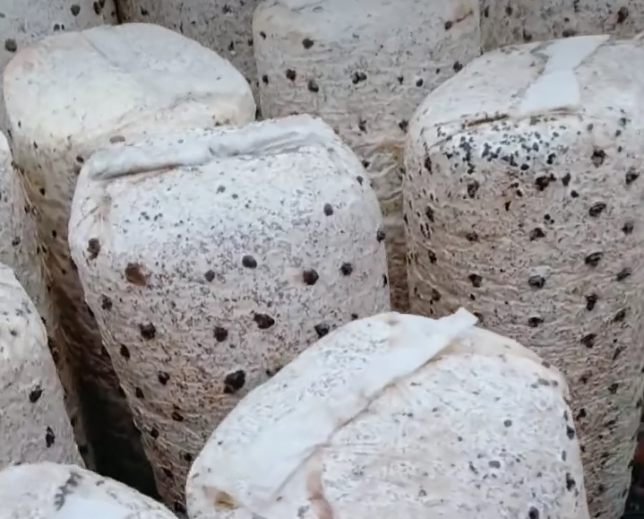 【原创】黑木耳代料栽培技术