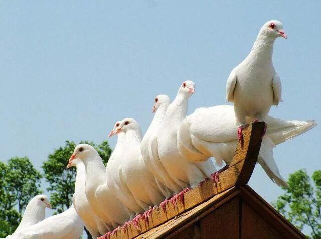 你知道古代飞鸽传书有多不靠谱么,飞鸽传书是真的吗