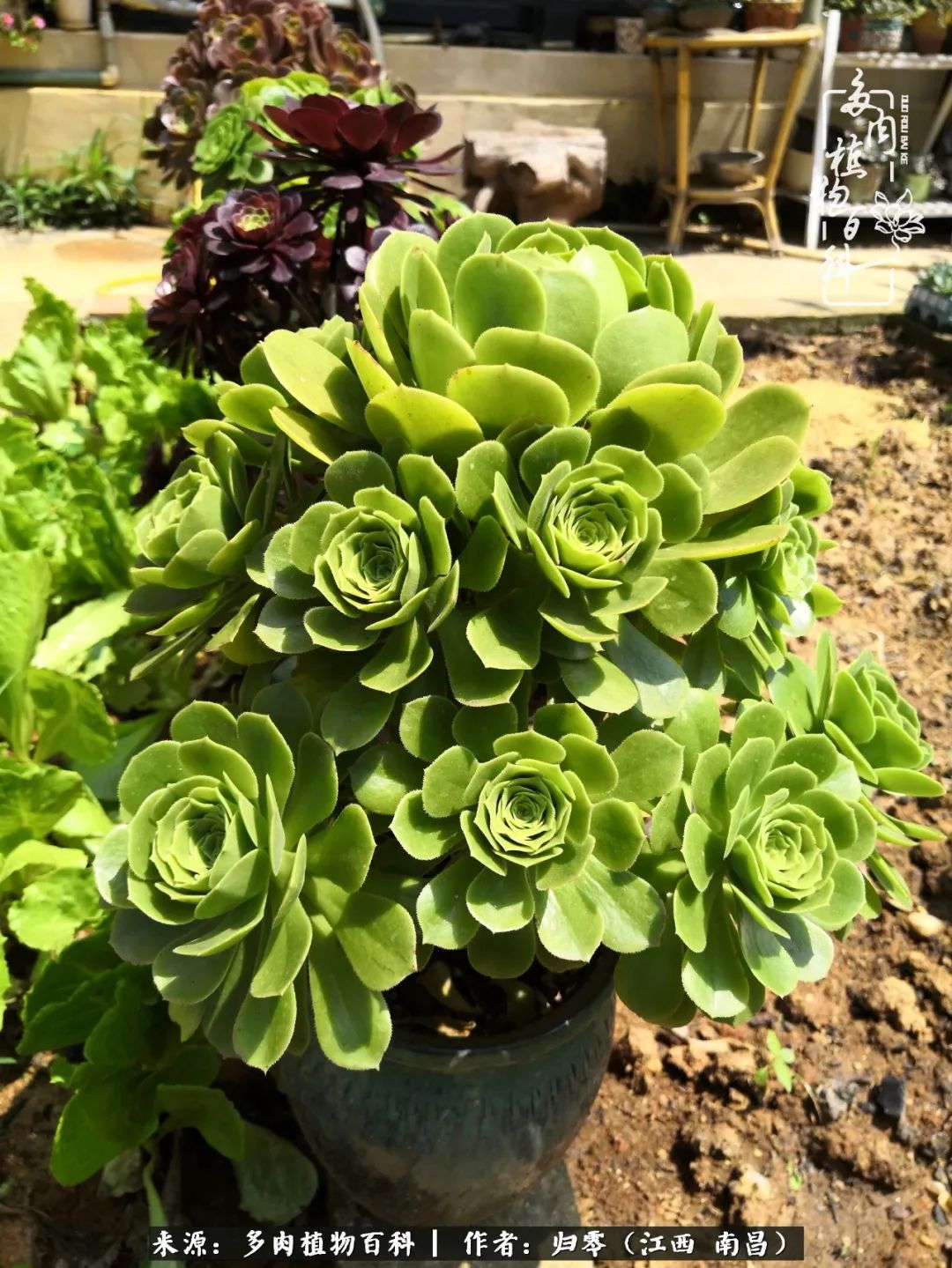 人生转个弯，在小院遇见落入凡间的多肉小精灵