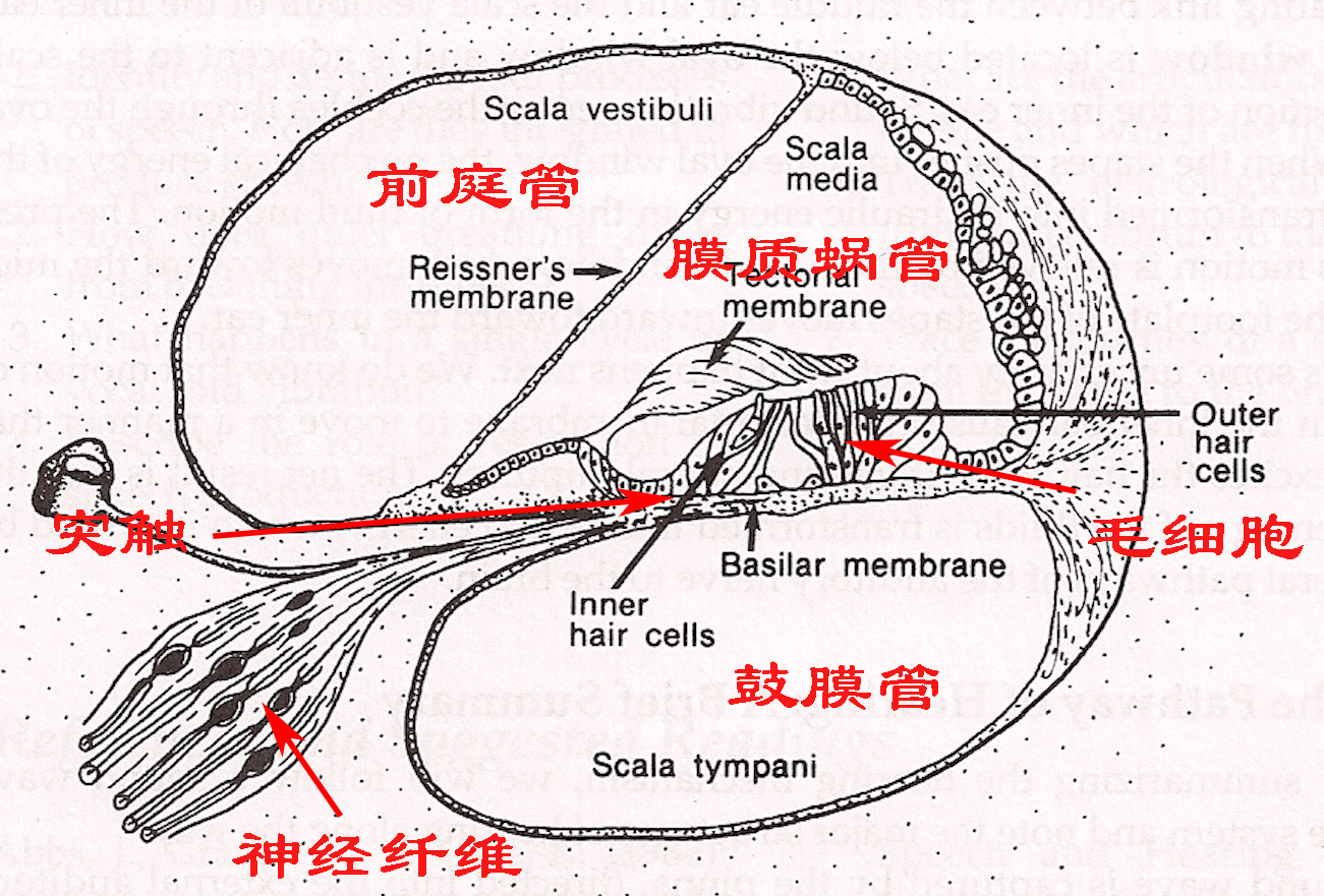 为什么录音感觉自己的声音不好听,为什么听录音会觉得自己声音难听