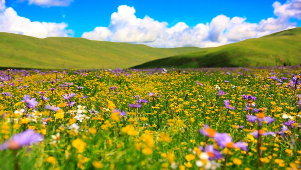 成都自驾红原大草原,四川红原大草原