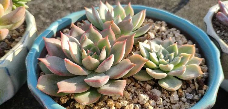 多肉不适合新手养,多肉入坑到什么程度好