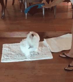 狗子老是咬自己的衣服怎么办,狗子喜欢把主人拖鞋叼走