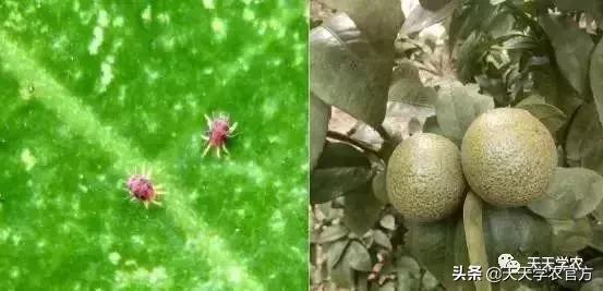 幼果期落果严重怎么补救,落果高峰期有什么表现