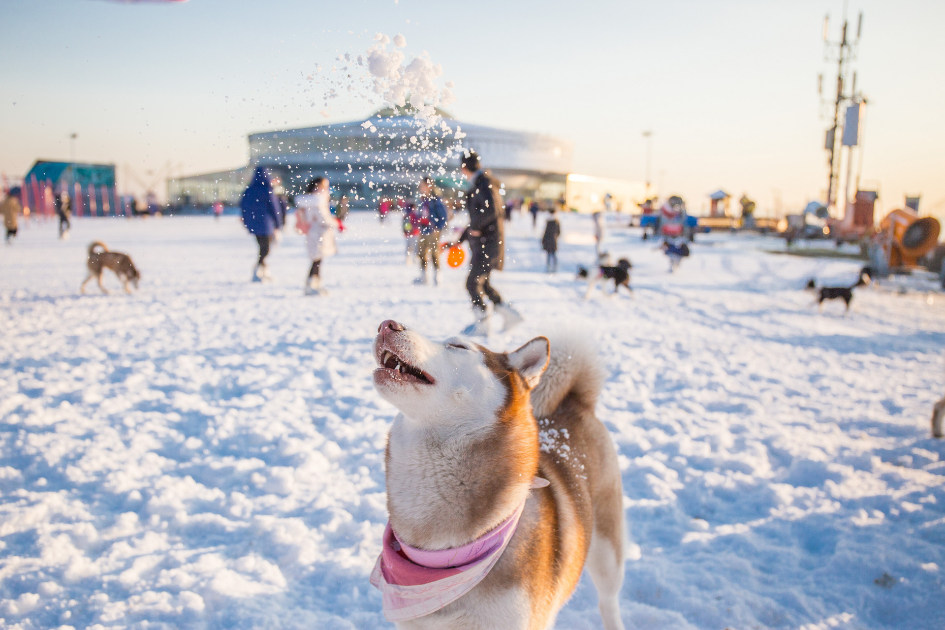 宠物旅游团需要注意什么,宠物旅行团哪里最多