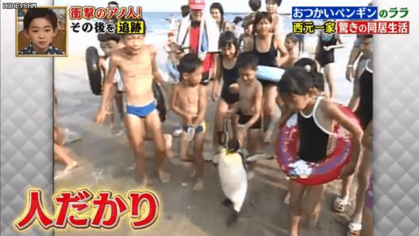 去世的企鹅复活,死去的企鹅